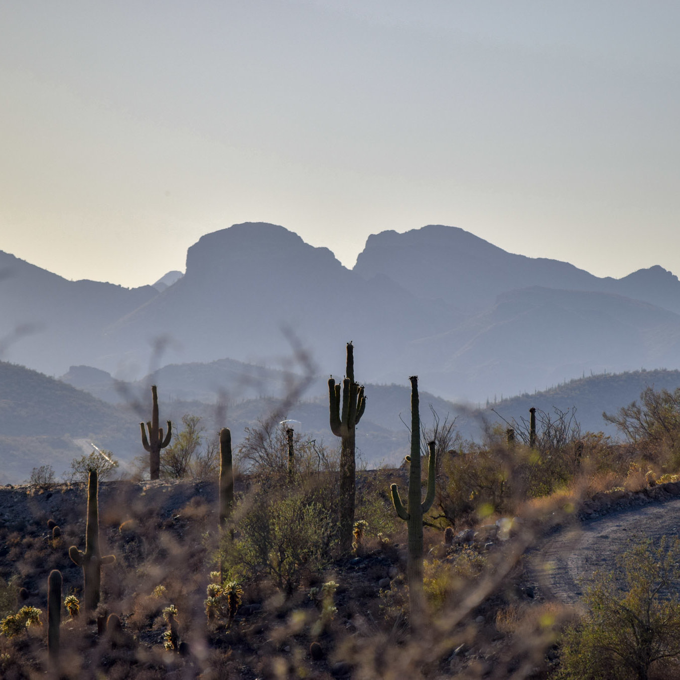 Mountains, Cactuse, Arizona
