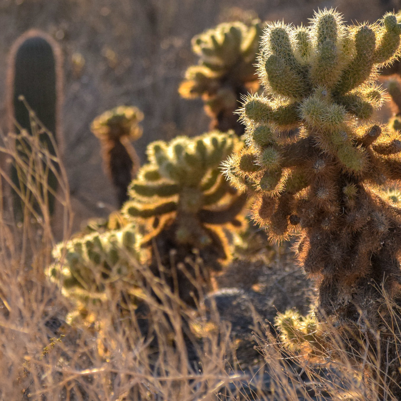 Cactus, Arizona