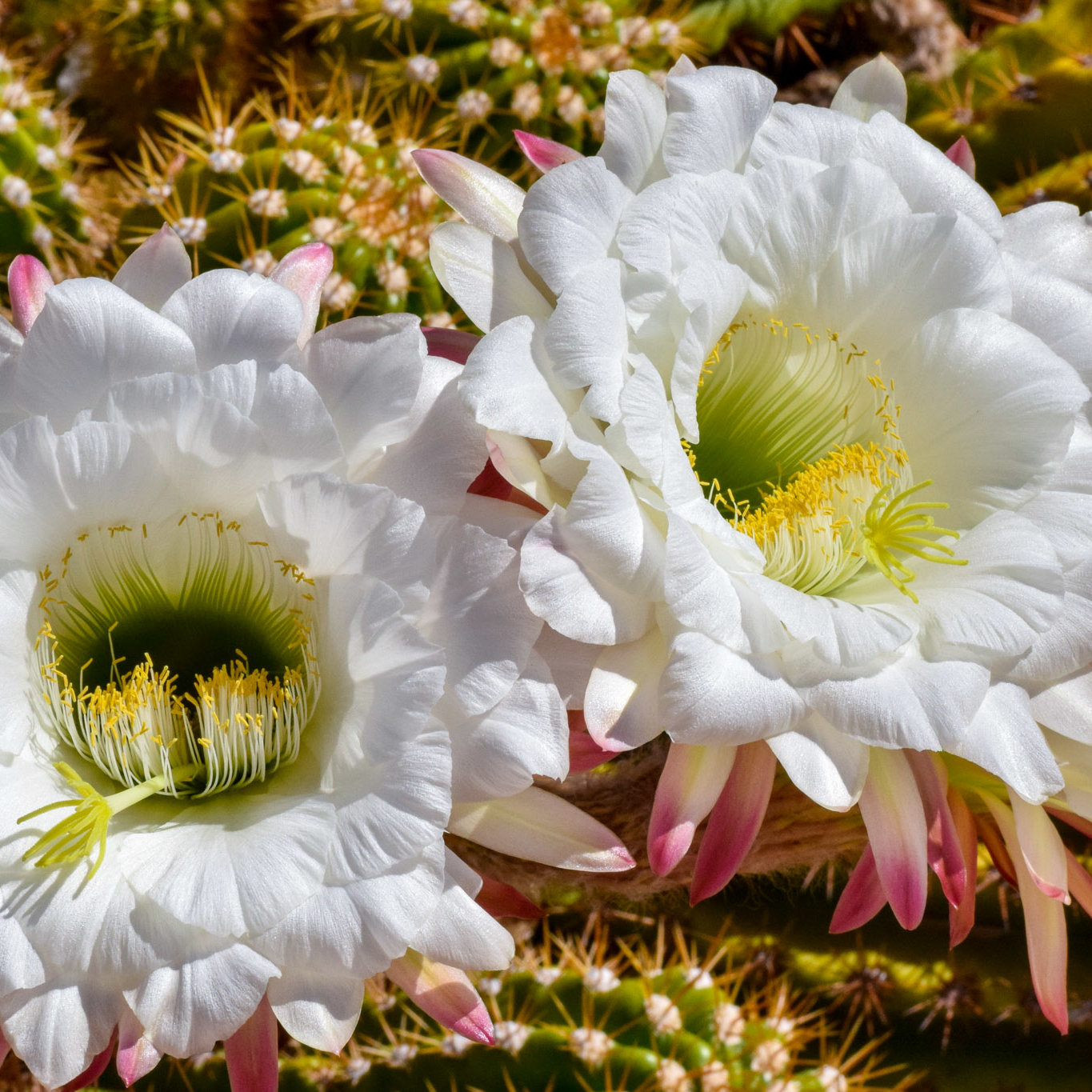Cactus Flowers, Arizona